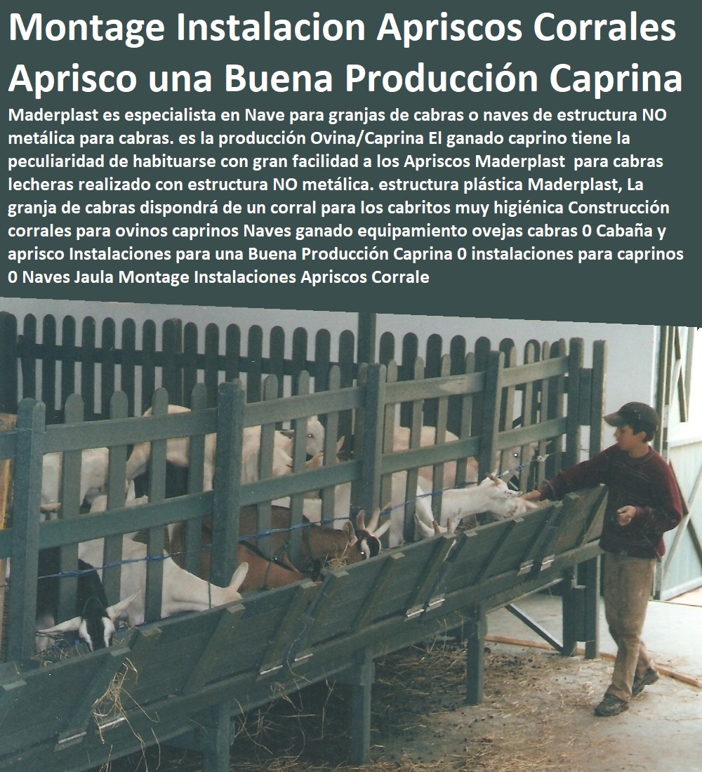 Construcción corrales para ovinos caprinos Naves ganado equipamiento ovejas cabras 0 Cabaña y aprisco Instalaciones para una Buena Producción Caprina 0 instalaciones para caprinos 0 corral de cabras apriscos corrales para caprinos estabulación ovejas cabras cabritos borregos chivos chivas, corralejas elevadas, apriscos estabulación de caprinos. planos de apriscos para cabras, establo para cabras, diseño de corrales para cabras, proyecto cabras lecheras en corral, corrales para cabras lecheras, Naves Jaula Montage Instalaciones Apriscos Corrale Construcción corrales para ovinos caprinos Naves ganado equipamiento ovejas cabras 0 Cabaña y aprisco Instalaciones para una Buena Producción Caprina 0 instalaciones para caprinos 0 Naves Jaula Montage Instalaciones Apriscos Corrale